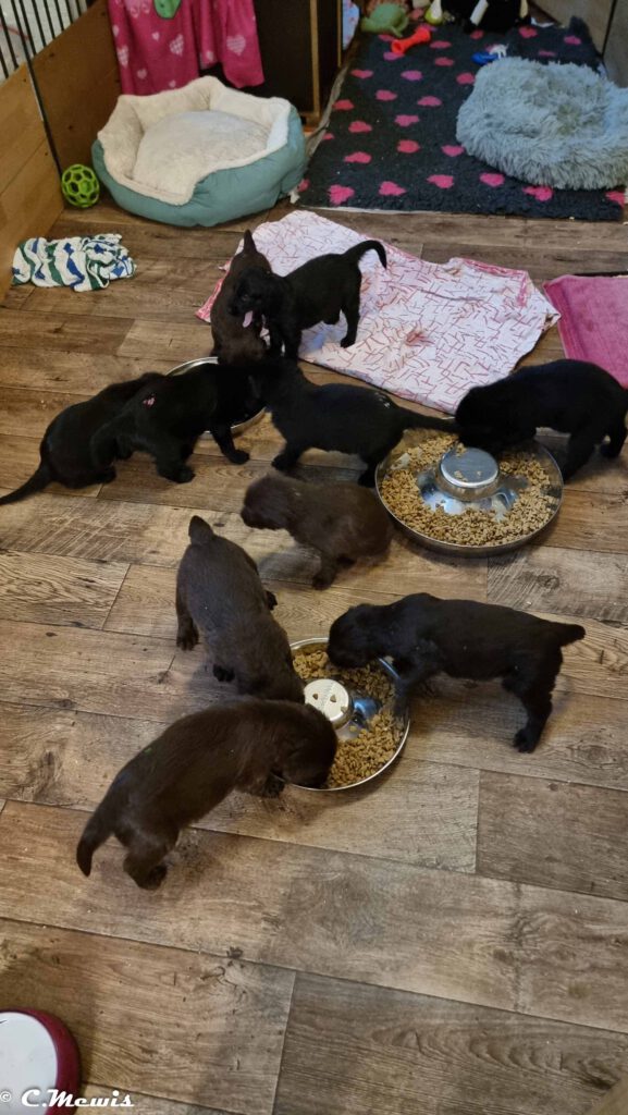 2.7.25 Besuch bei Sunnys Welpen