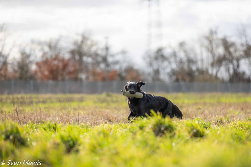 28.02.2026 - Mocktriel Training mit Sunny