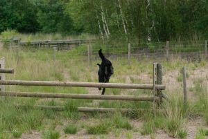 Training über Zäune Beerse 29.7.17 @ Simone