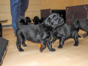 Welpen 4 Wochen alt18.9.2017