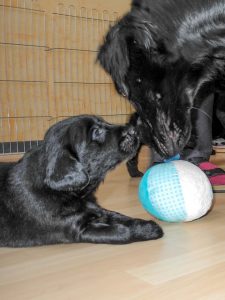 Welpen 4 Wochen alt18.9.2017