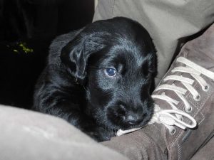 Welpen 4 Wochen alt18.9.2017