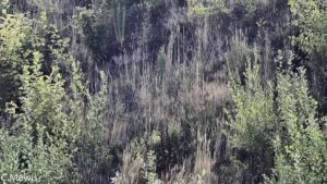 Finale Hasselt 20.07.25