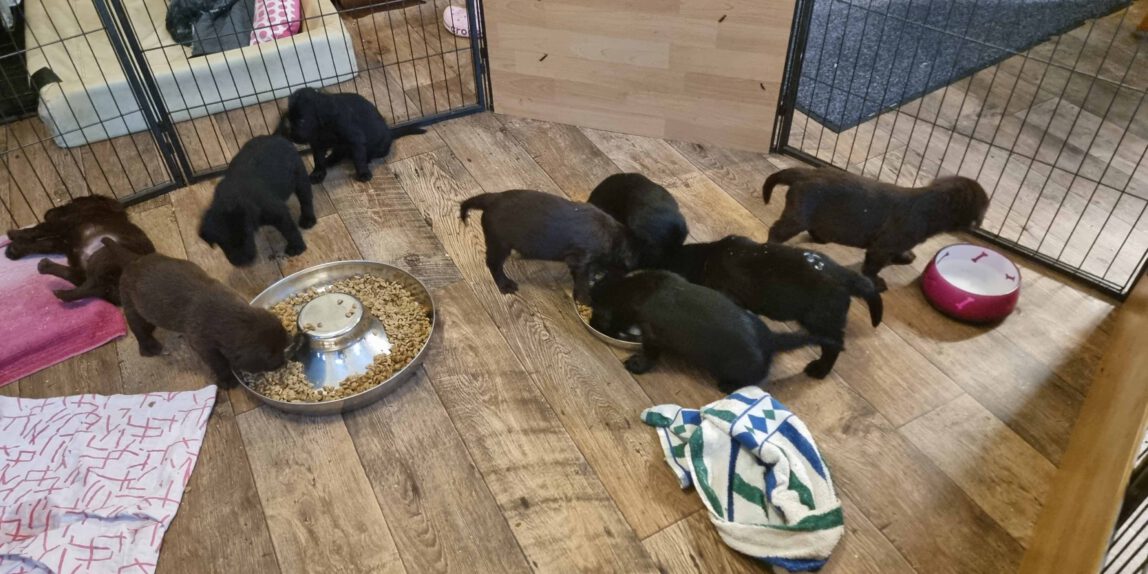 2.2.25 Besuch bei Sunnys Welpen