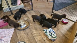 2.2.25 Besuch bei Sunnys Welpen