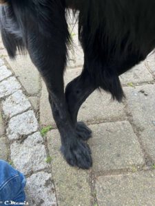 Deckakt Hlif und Sunny 6.3.26